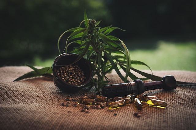 konopí – rostlina + olej + semena